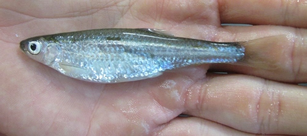 A silver fish on the palm of a hand